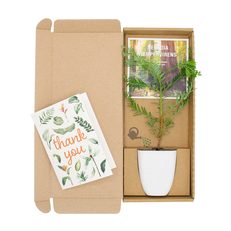 Gift tree in box | Eco promotional gift